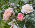 Eliane Gillet ® rose photo