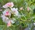 Eliane Gillet ® rose photo