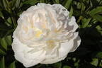 Albâtre peony photo