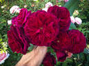 121-06-14 rose photo