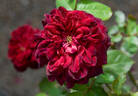 121-06-14 rose photo