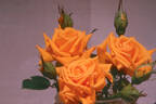 Antique Gold rose photo