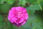 Crimson Globe rose photo
