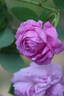 Baron de Wassenaër rose photo