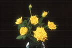 Potluck ™ Gold rose photo
