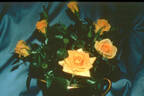 Potluck Yellow™ rose photo