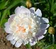 Armance Dessert peony photo