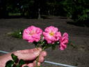 <i>R. kordesii</i> rose photo