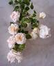 Eliane Gillet ® rose photo