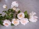 Eliane Gillet ® rose photo