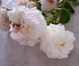 Eliane Gillet ® rose photo