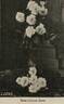 Katharina Zeimet rose photo