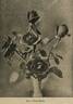 Edward Mawley rose photo