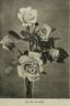 Mrs. Aaron Ward rose photo