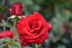 Dallas rose photo