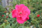 World's Fair rose photo