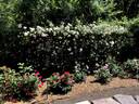 White Mountains rose photo
