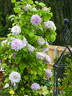 Belle of Woking clematis photo