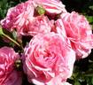 Princesse Gabriella de Monaco rose photo