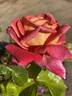 Heinrich Wendland rose photo