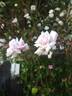 Spray Cécile Brunner rose photo