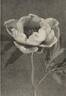 Argosy peony photo