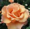Sunstruck ™ rose photo
