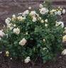 Happy Birthday rose photo