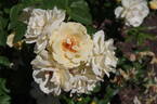 Happy Birthday rose photo