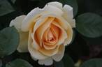 Happy Birthday rose photo