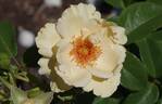 Happy Birthday rose photo