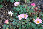 Happy Chappy rose photo