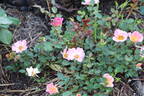 Happy Chappy rose photo