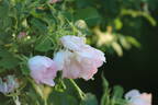 Ritausma rose photo