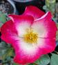 Empathy rose photo