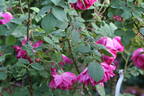 Parfum de l'Hay rose photo