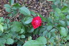 Linda Campbell rose photo