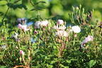 Venusta Pendula rose photo
