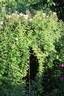 Venusta Pendula rose photo