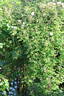 Venusta Pendula rose photo