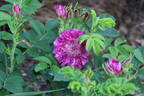 Souvenir de Trélazé rose photo