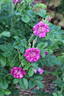 Souvenir de Trélazé rose photo