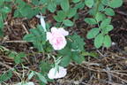 Prairie Youth rose photo