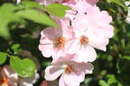 Sweet Haze rose photo