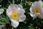 Le Jour peony photo