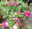 Sunshine Babylon Eyes rose photo