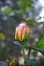 Fred Howard rose photo