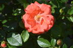 Marmalade Skies ™ rose photo