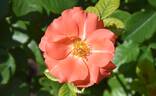 Marmalade Skies ™ rose photo