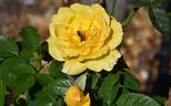 Glorious rose photo